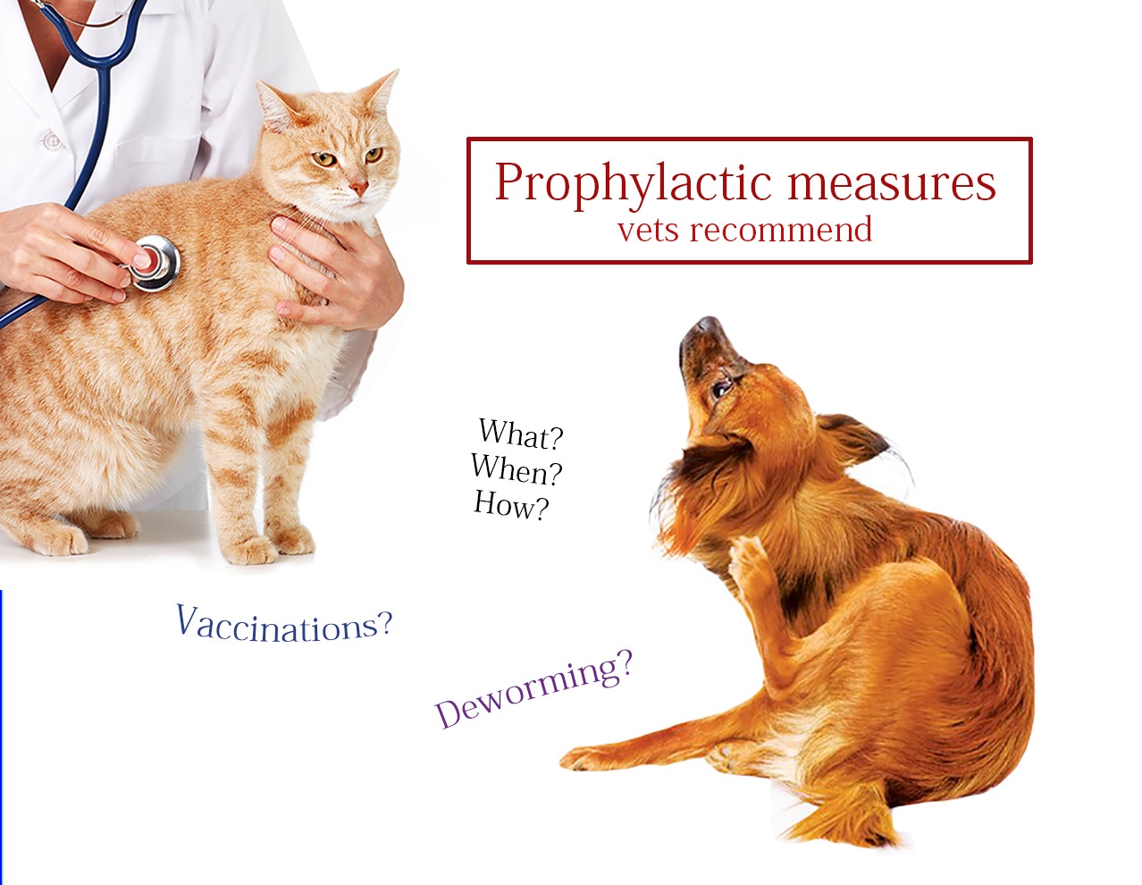 Prophylactic measures for pets
